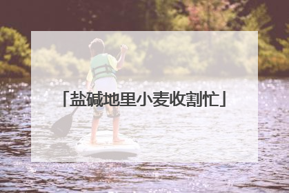 盐碱地里小麦收割忙
